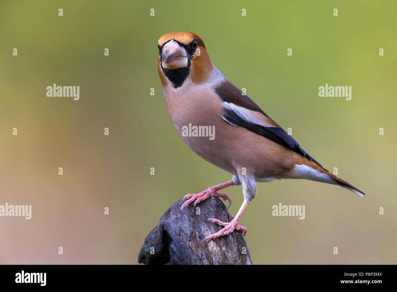 Adult Hawfinch; Coccothraustes coccothraustes Foto Stock