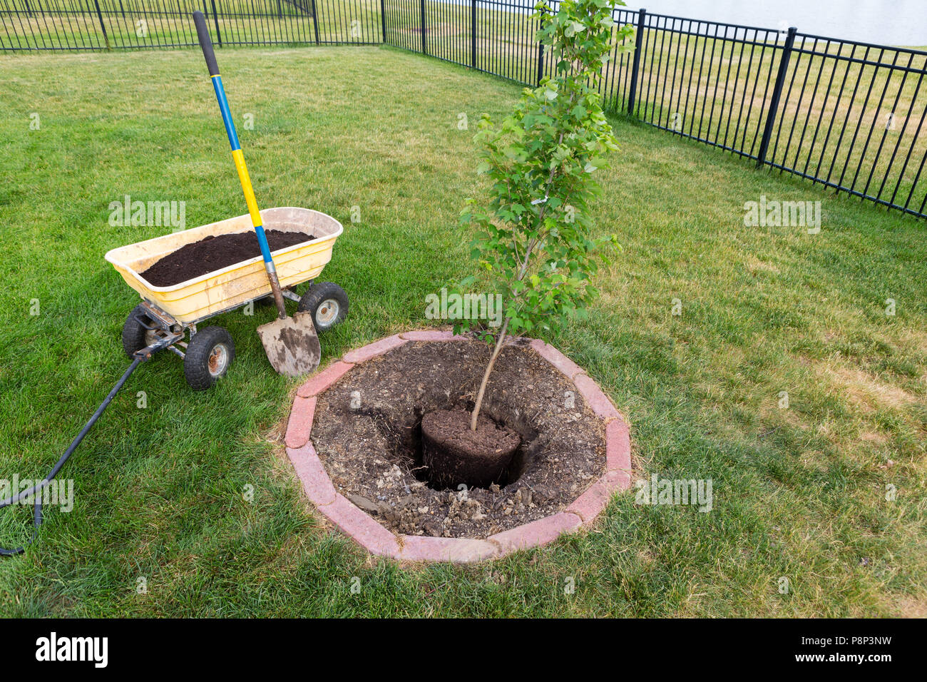 Per piantare un nuovo e giovane acero in giardino in un aiuola rotonda con bordo di mattoni in un prato verde Foto Stock