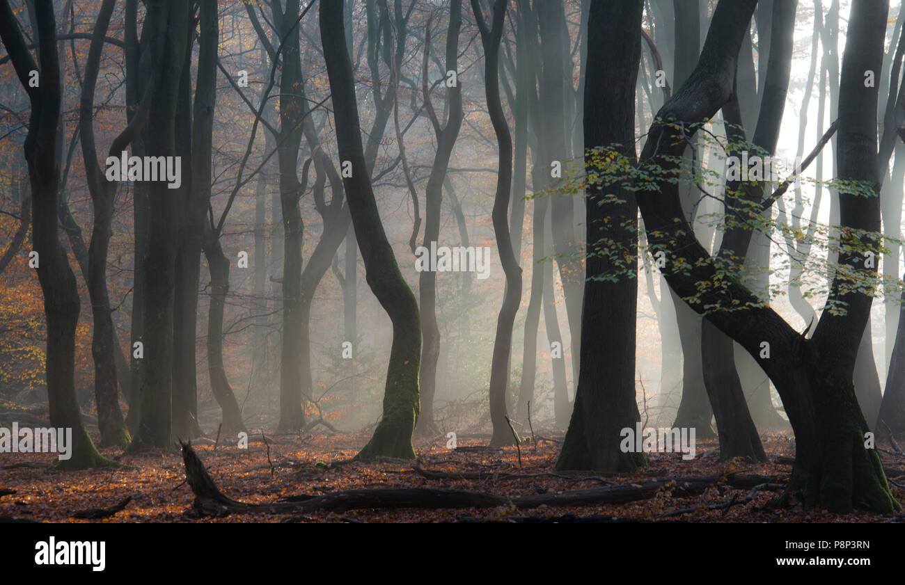 La nebbia dà la foresta di alberi di ballo' una misteriosa atmosfera". Foto Stock