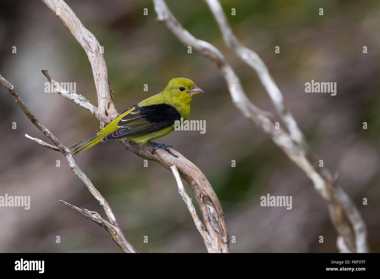 Scarlet tanager; Piranga olivacea Foto Stock