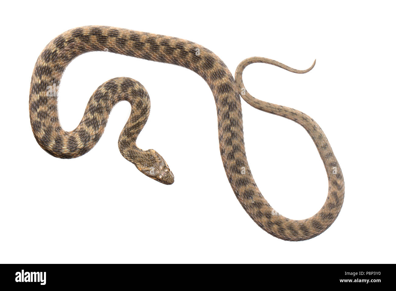 Viperine snake isolata contro uno sfondo bianco Foto Stock