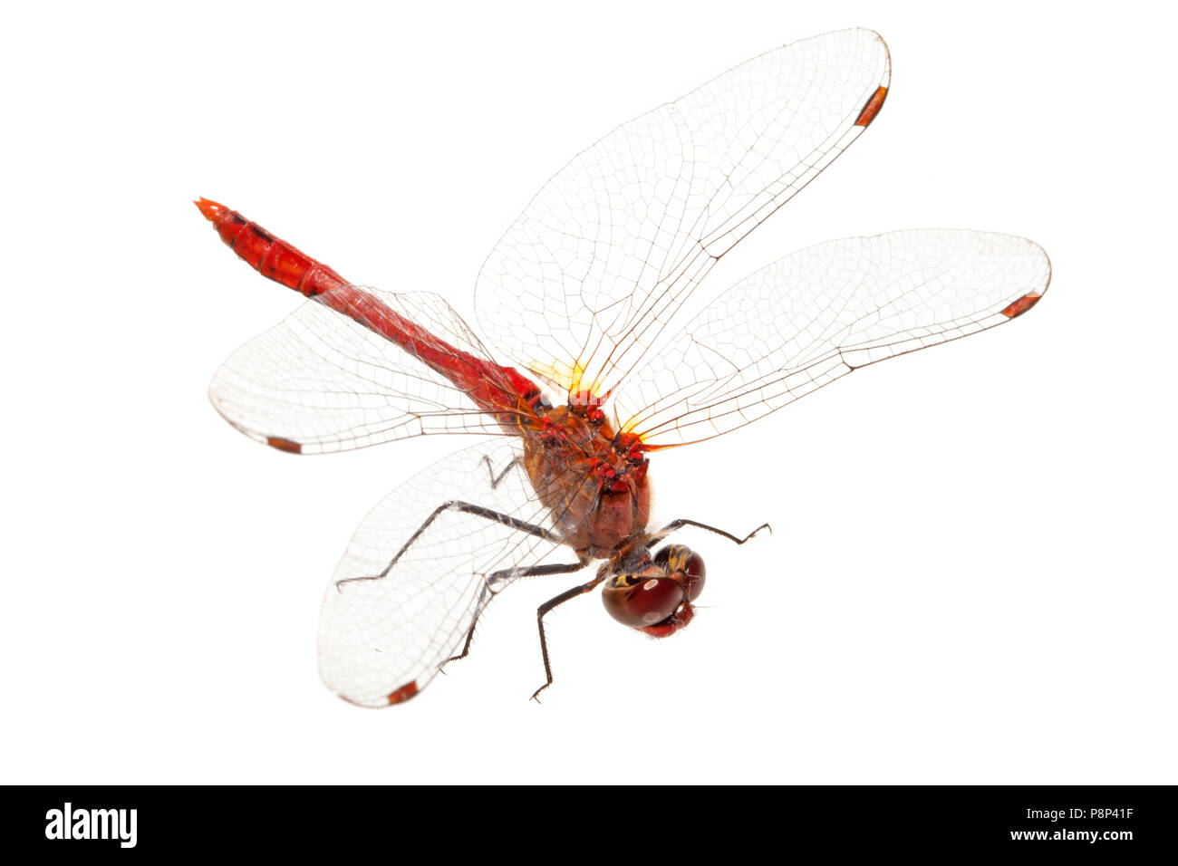 Ruddy darter isolata contro uno sfondo bianco Foto Stock