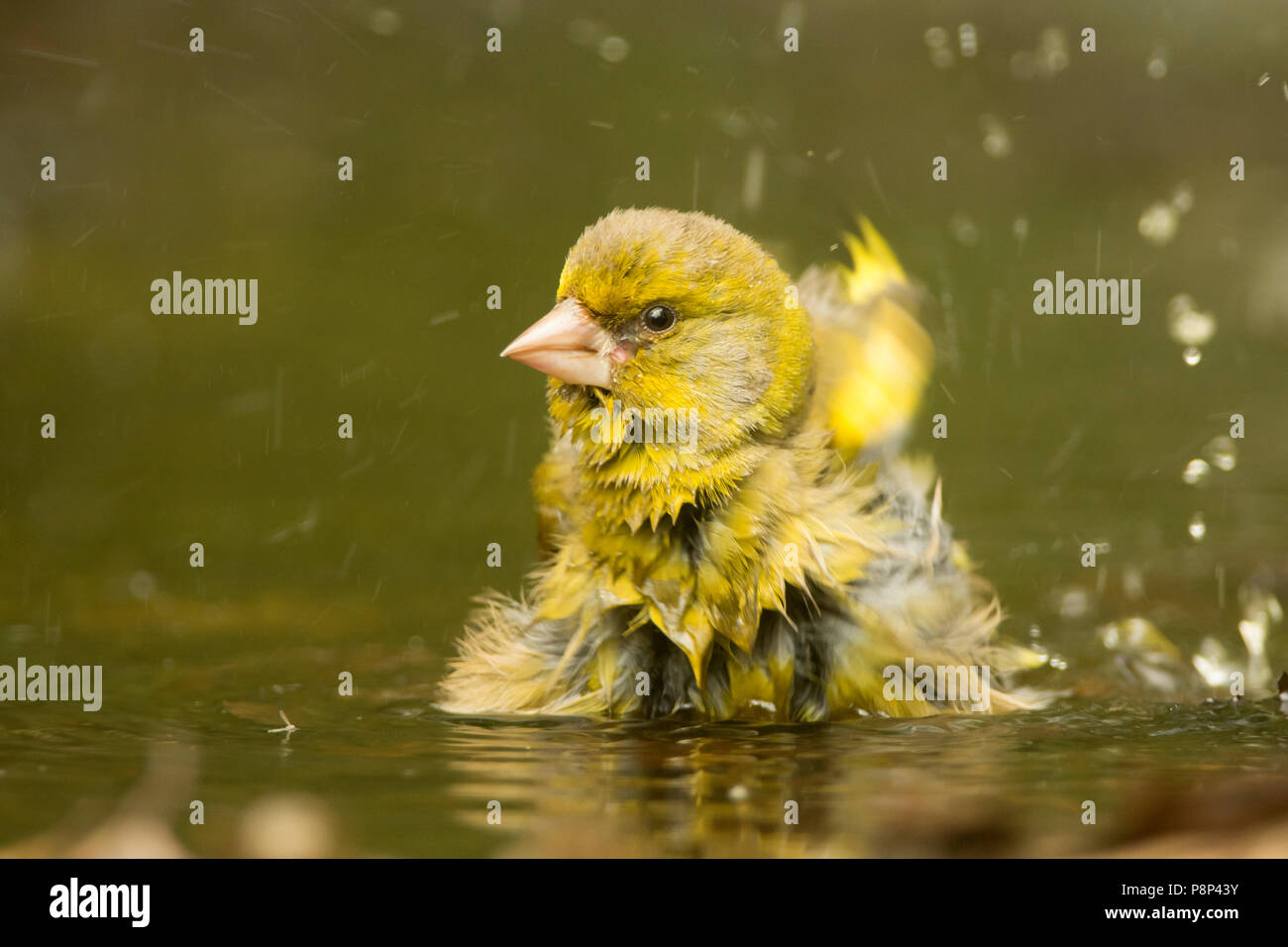 Verdone prendere un bagno Foto Stock
