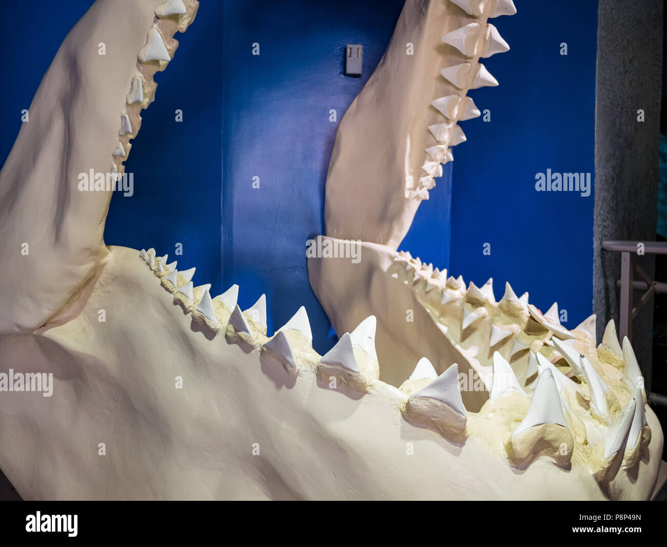 San Diego, giu 27: Hugh shark osso mandibolare nel famoso SeaWorld giu 27, 2018 a San Diego, California Foto Stock