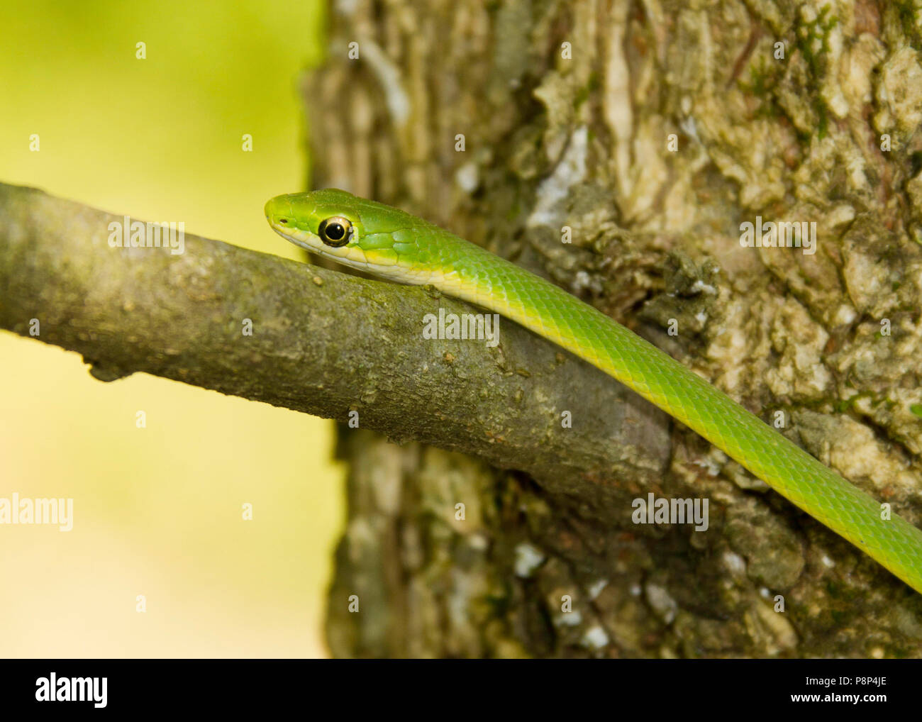 Una ruvida green snake (opheodrys aestivus) in una struttura ad albero Foto Stock