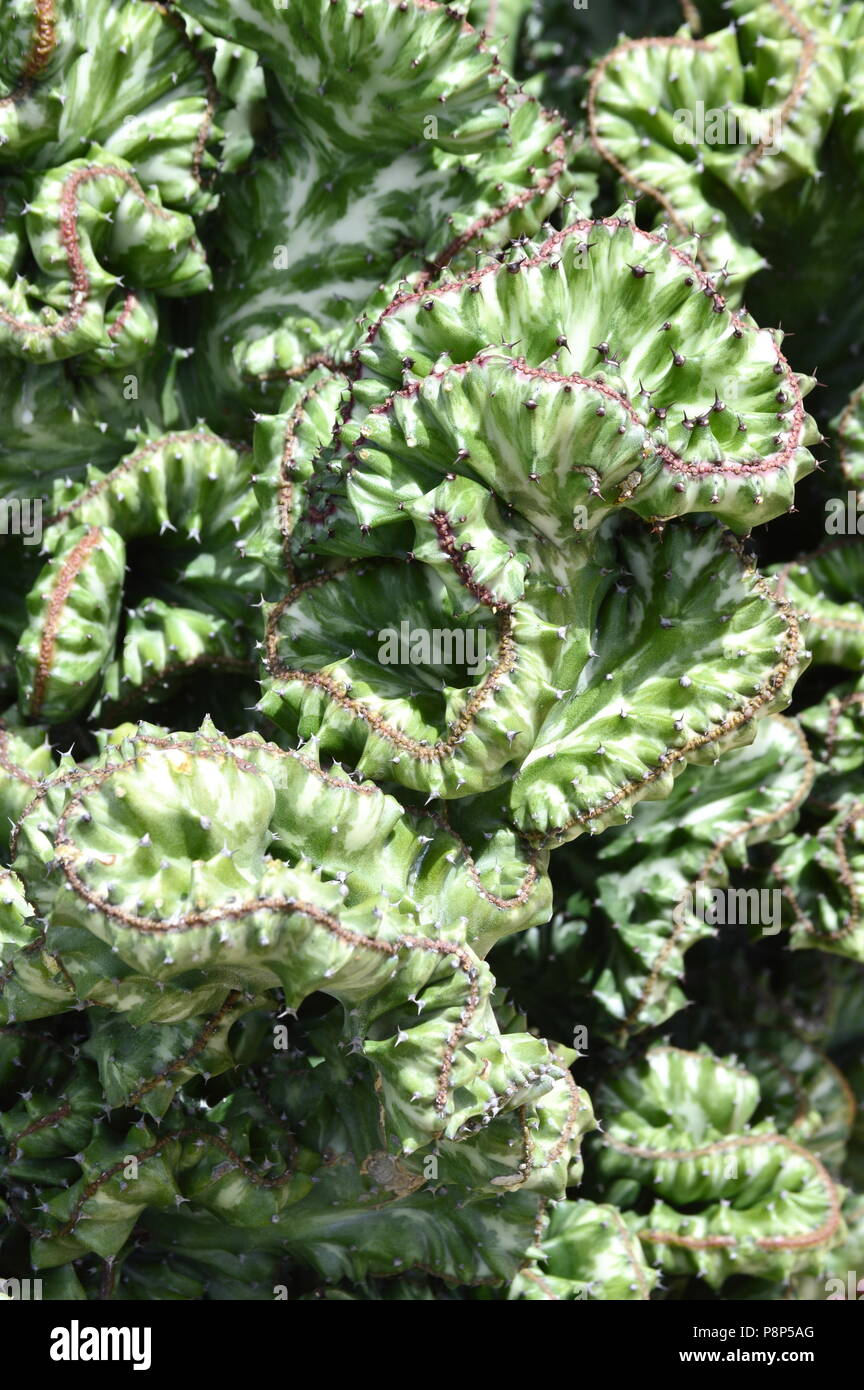 Trichocereus Pachanoi crestato impianto cristata, cervello cactus Foto Stock