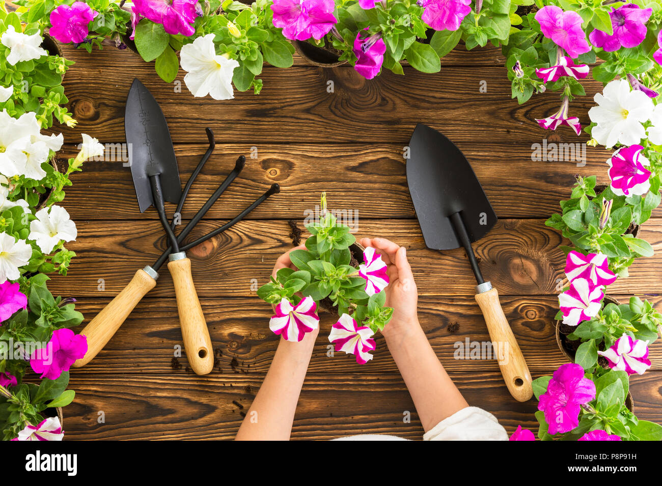 Piccoli giovani mani mantenendo la molla nelle petunie oltre un legno rustico tavolo da giardino con fiore di confine e un set di attrezzi da giardino in un concetto di primavera e di Foto Stock