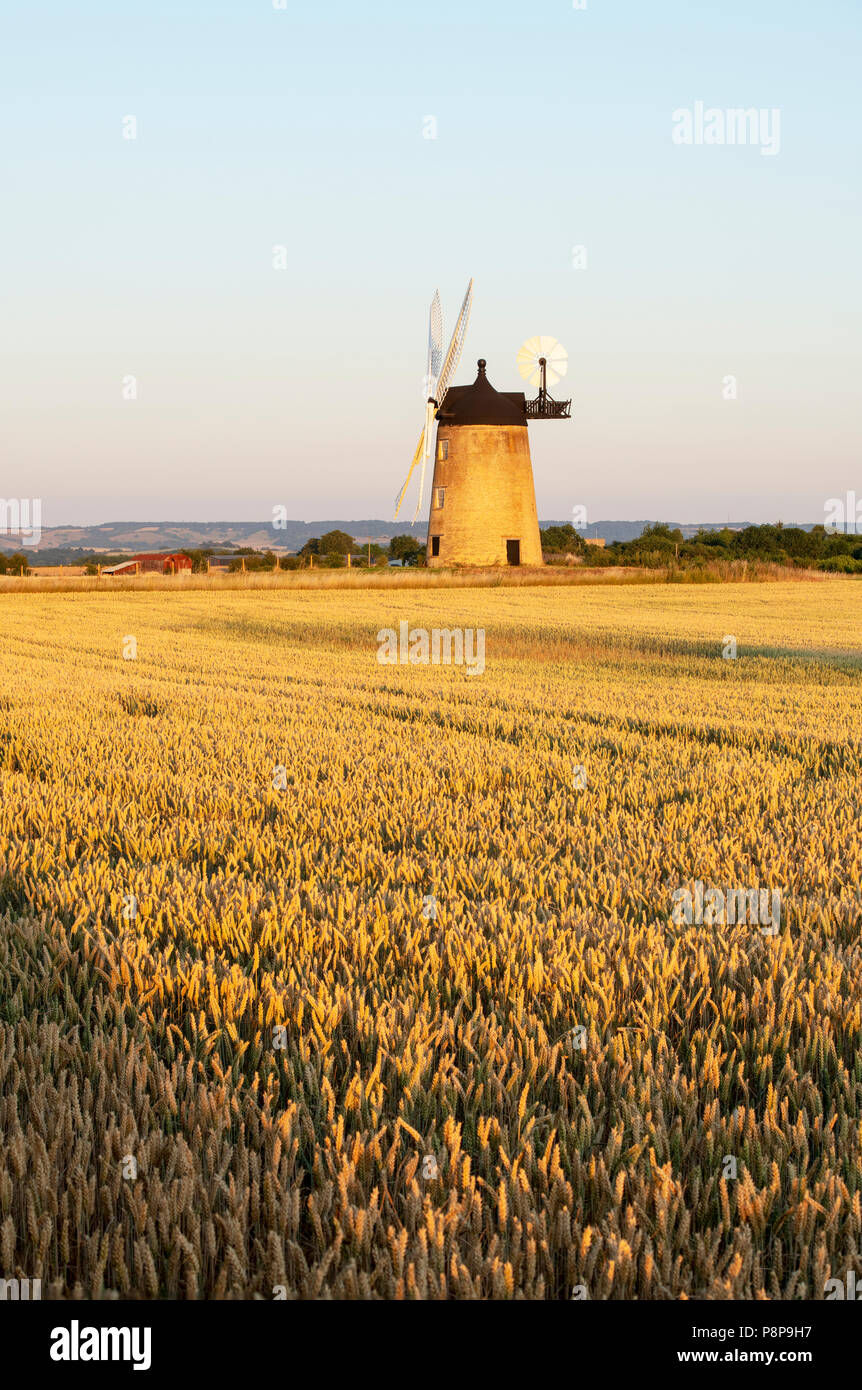 Mature campo di grano di fronte Milton Common Mulino a vento al tramonto vicino al villaggio di grande Haseley, South Oxfordshire, Inghilterra Foto Stock