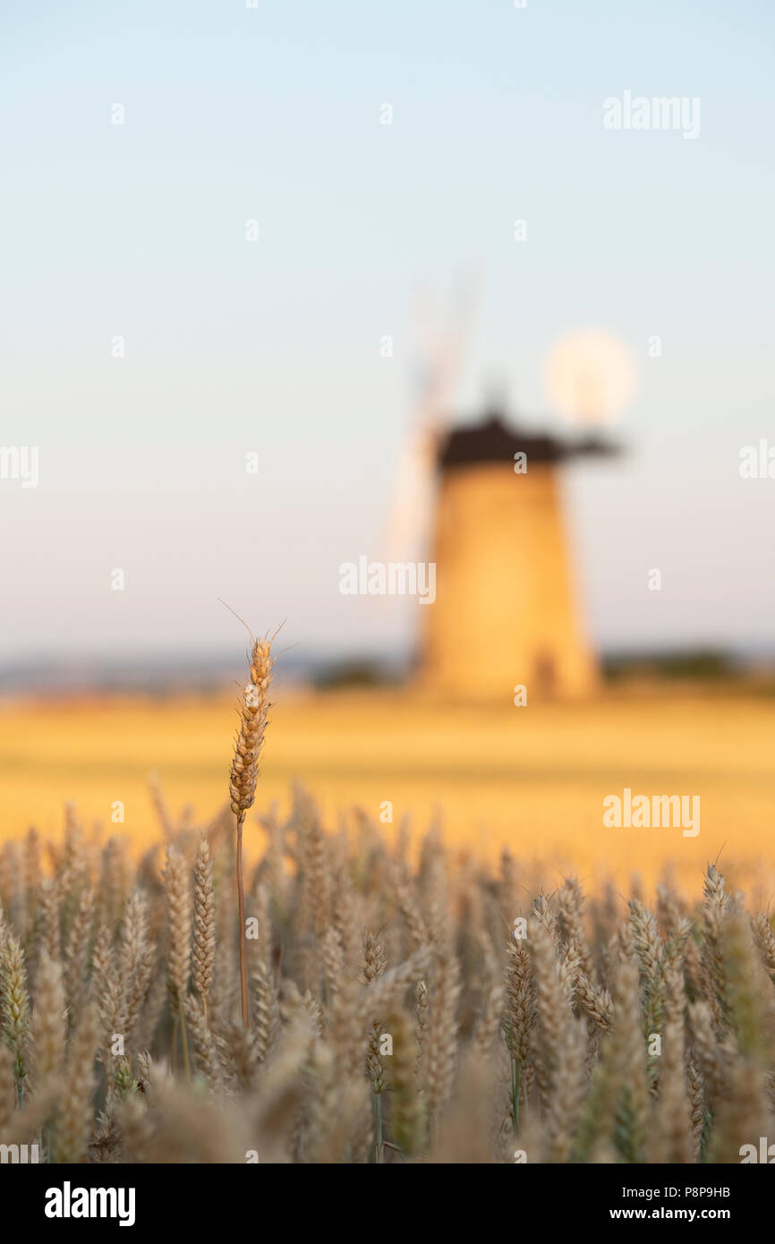 Mature campo di grano di fronte Milton Common Mulino a vento al tramonto vicino al villaggio di grande Haseley, South Oxfordshire, Inghilterra Foto Stock
