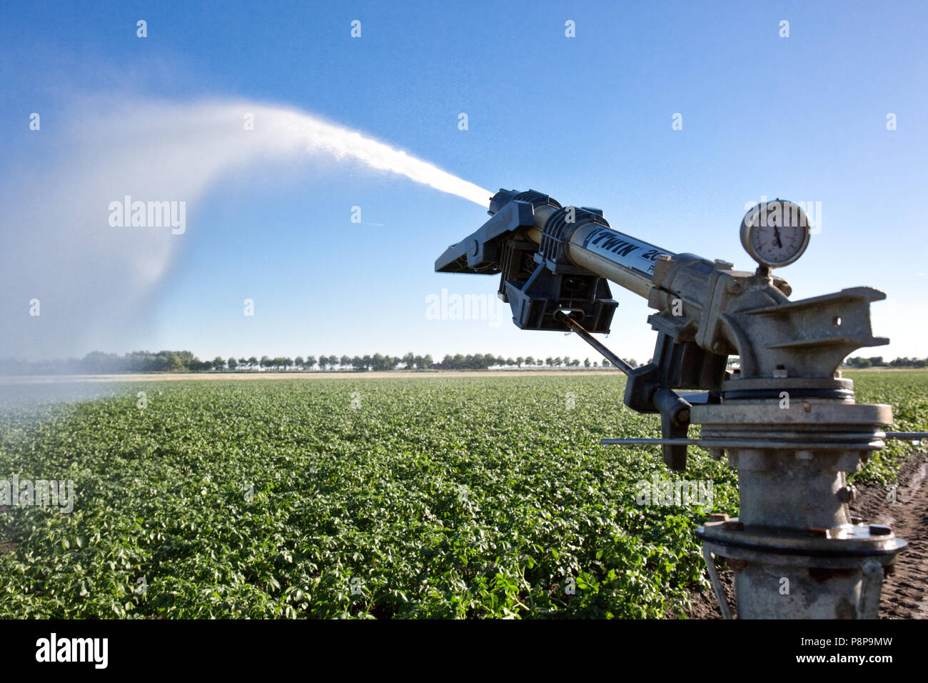 Bobina di irrigazione in un raccolto di patate Foto Stock