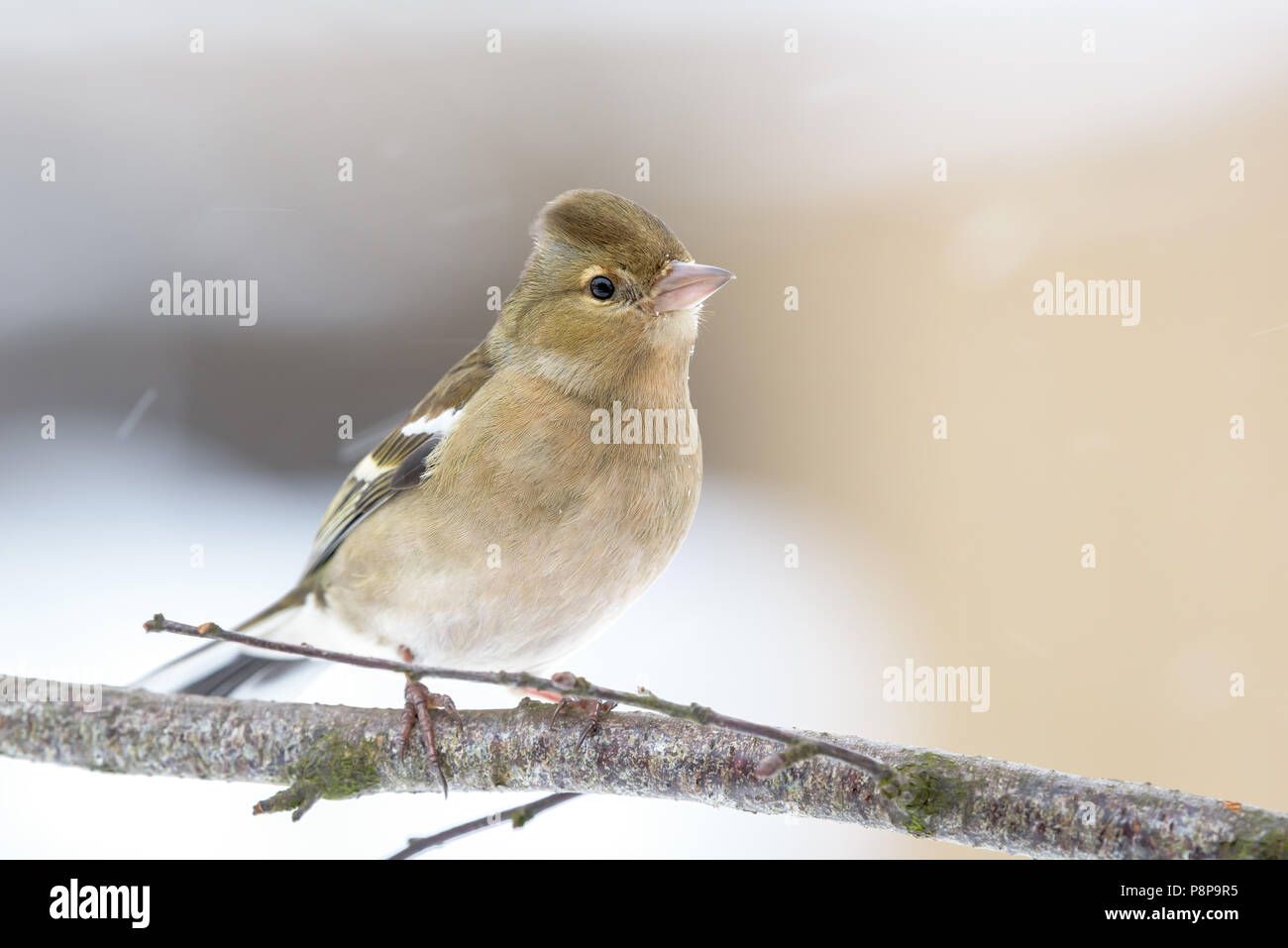Un uccellino pone in Inghilterra settentrionale. Cumbria. Foto Stock