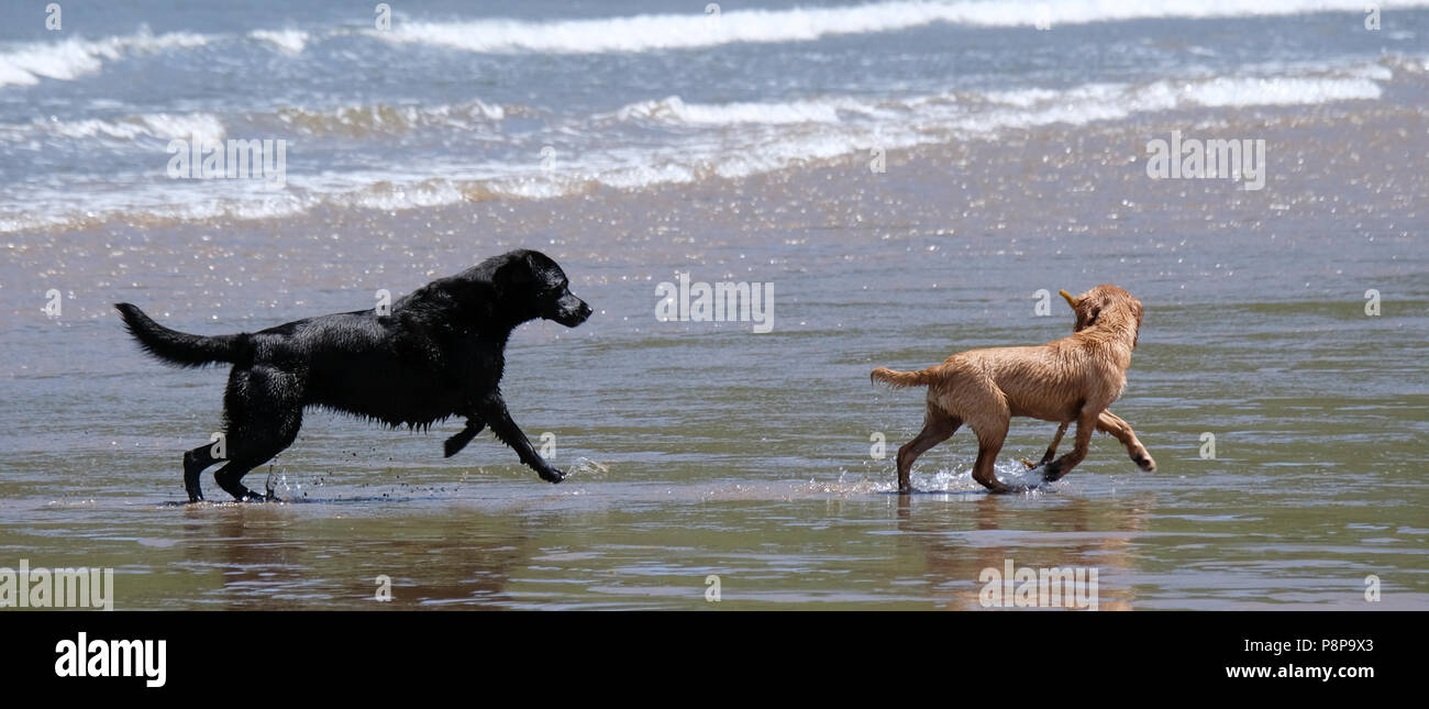 Due cani giocando e divertendosi sul bordo del mare, Scarborough, Yorkshire. Foto Stock
