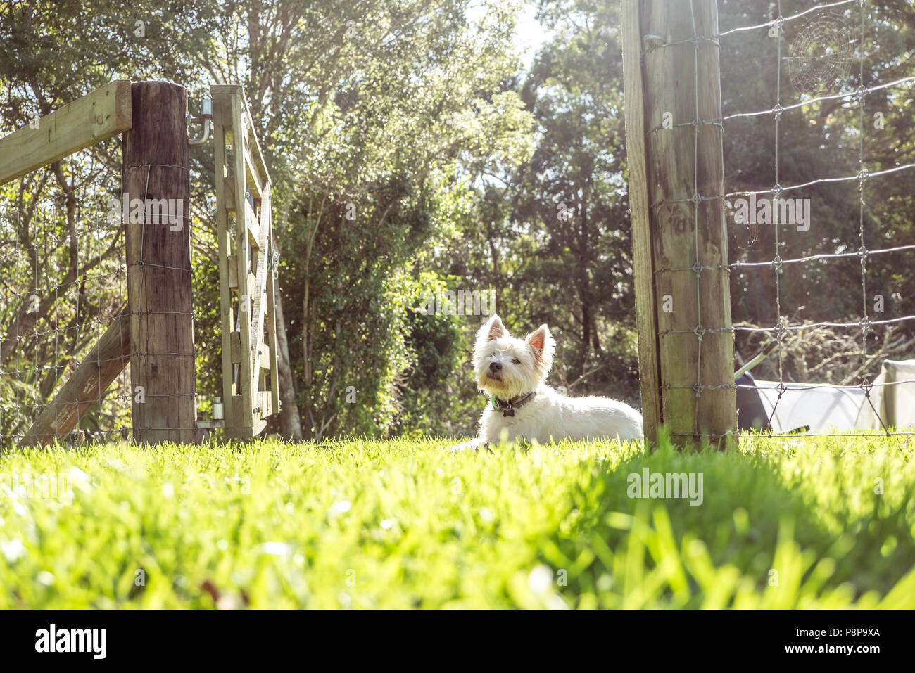 West Highland White Terrier westie cane su erba in giardino con il cancello e la recinzione in Nuova Zelanda, NZ Foto Stock