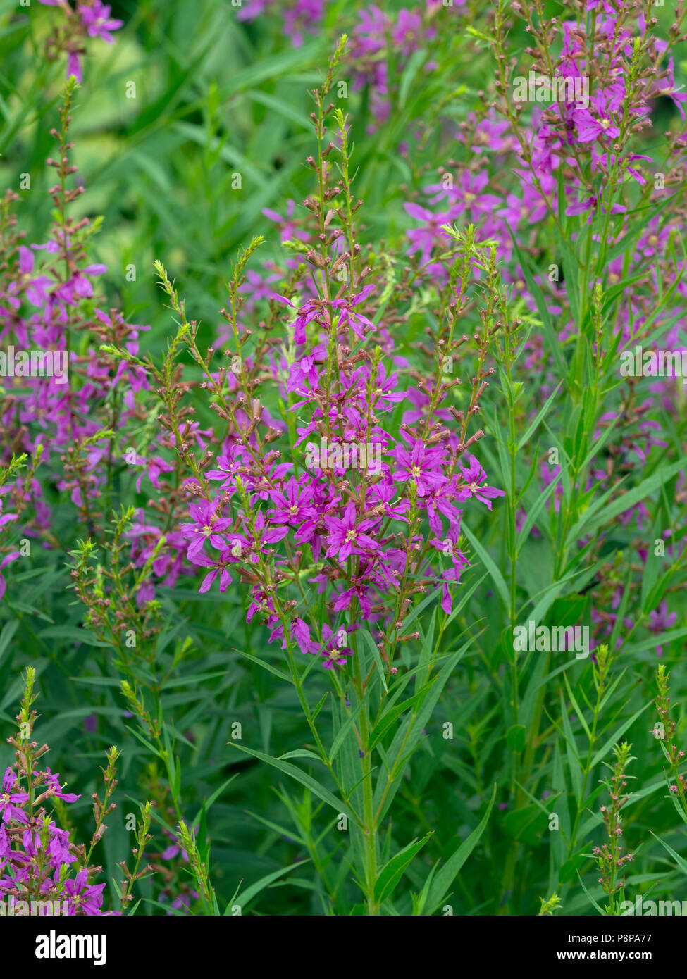 Wand loosestrife Lythrum virgatum in Flower Garden Foto Stock