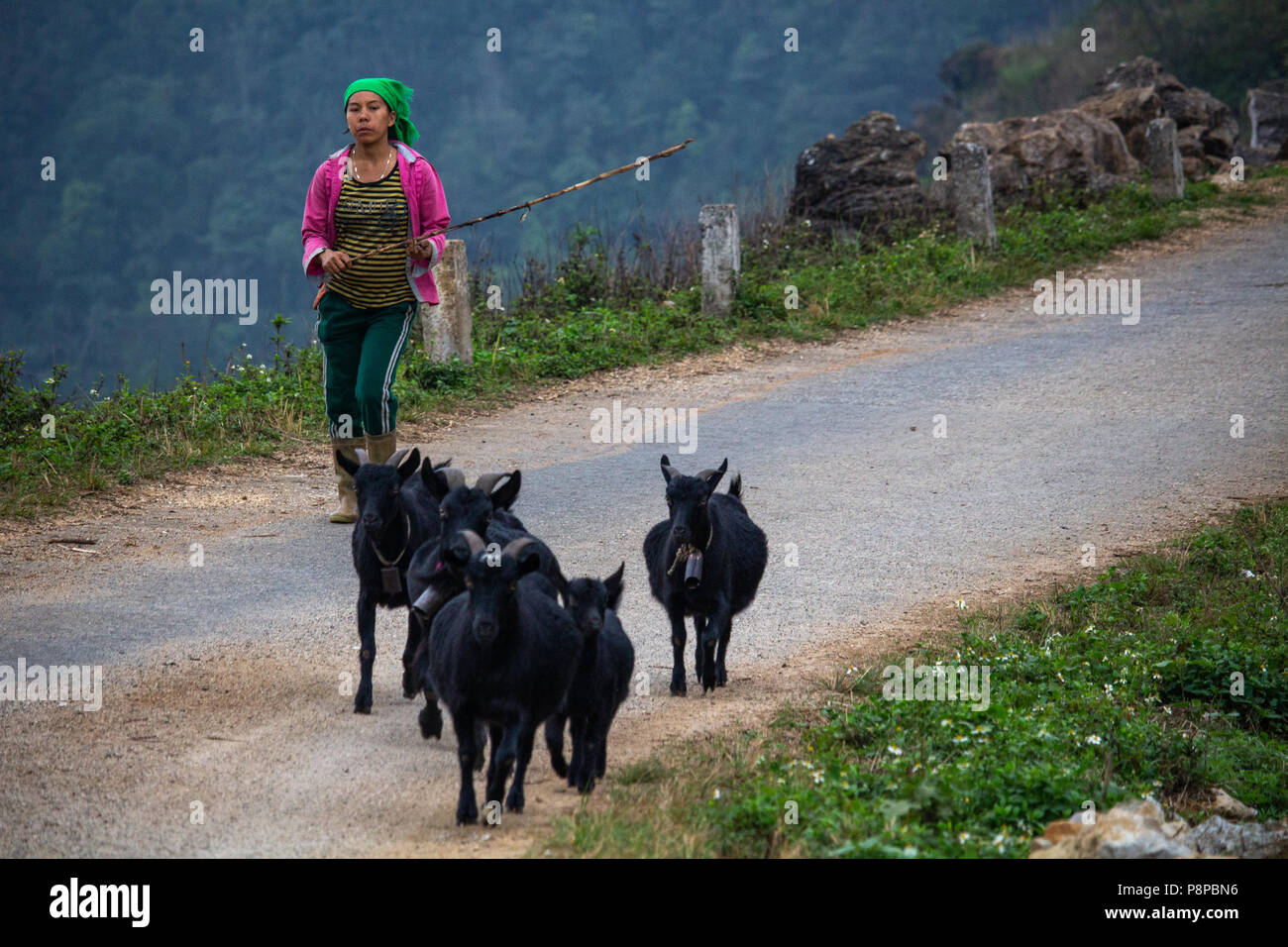 Ha Giang, Vietnam - Marzo 18, 2018: Femmina pastore agnelli a piedi nelle montagne del nord del Vietnam Foto Stock