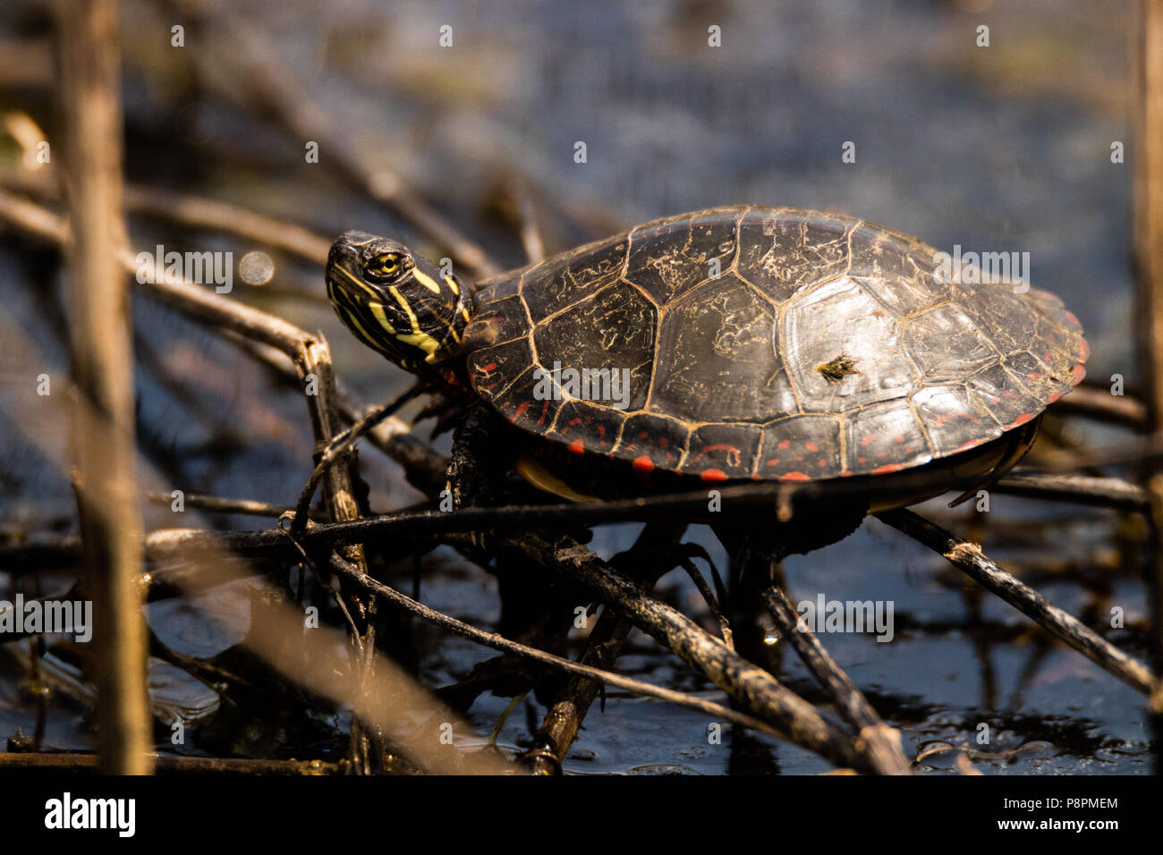 Un dipinto di Turtle crogiolarsi sotto il sole estivo. Foto Stock