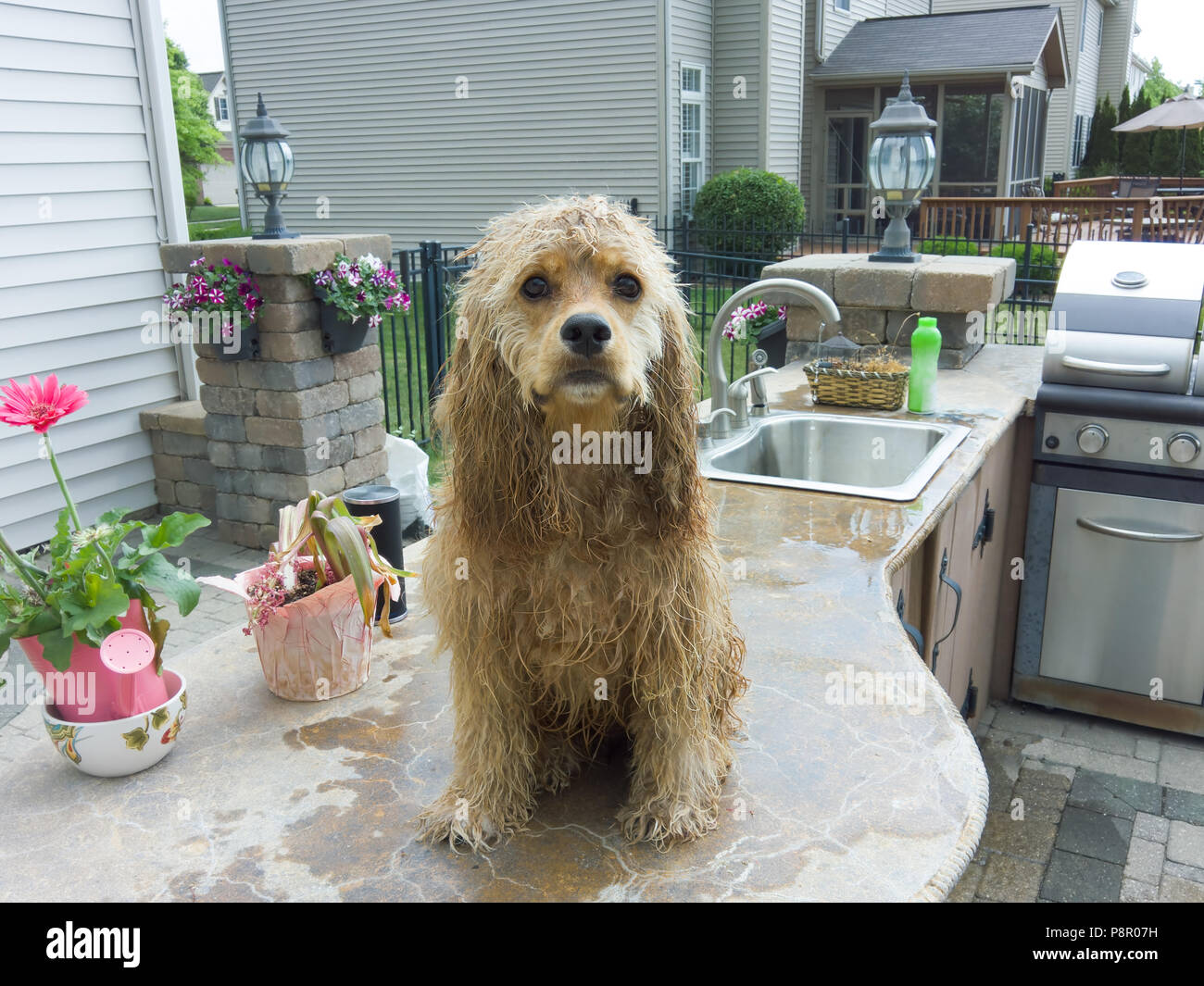 Wet cocker spaniel pup seduto su un contatore in una cucina esterna dopo essere stato lavato nel lavandino guardando la telecamera Foto Stock