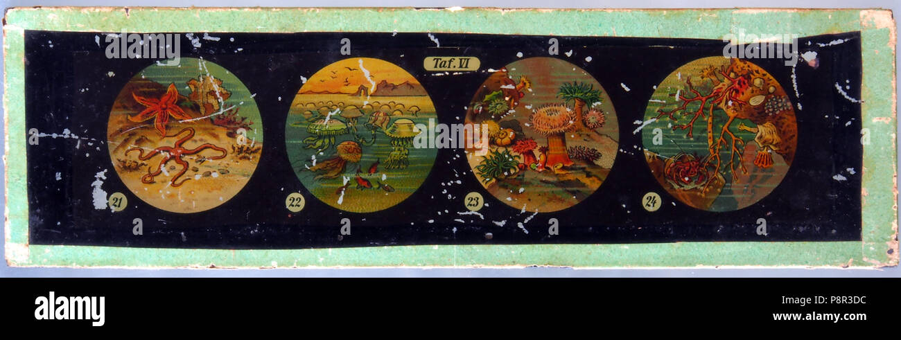 . 518 Sea life Tafel VI Foto Stock