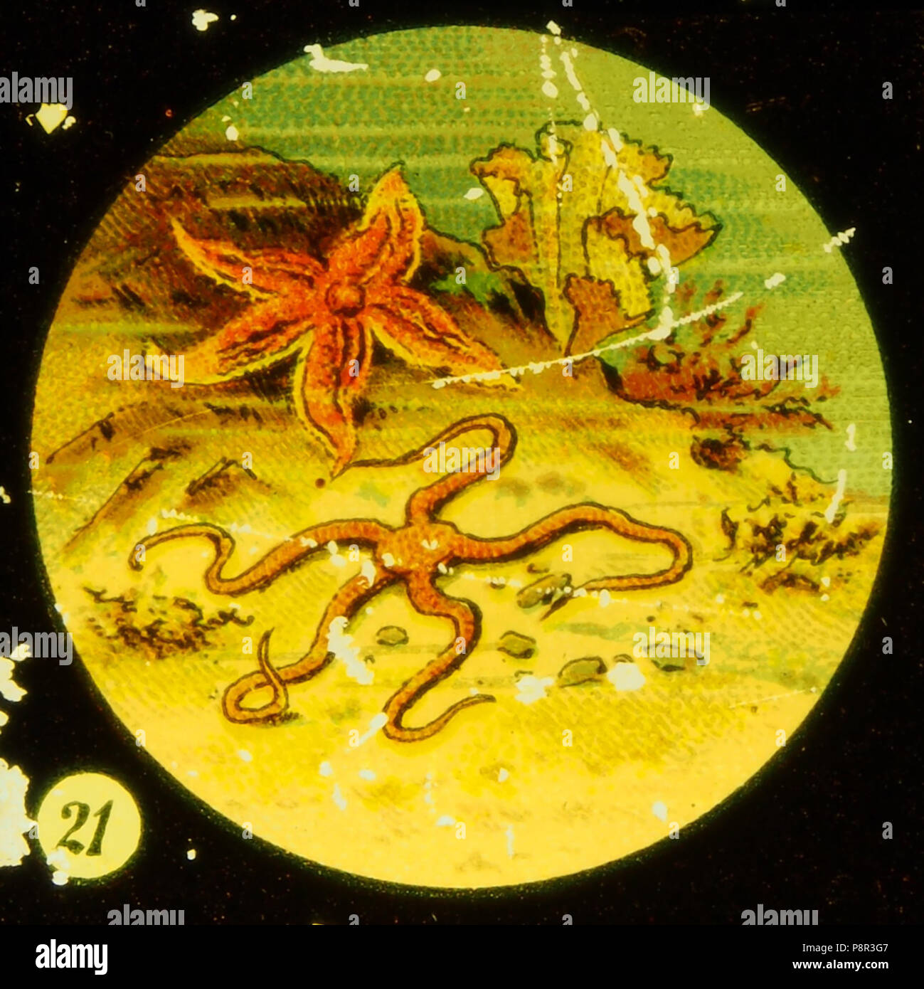 . 518 Sea life Tafel VI picture 21 Starfish Foto Stock