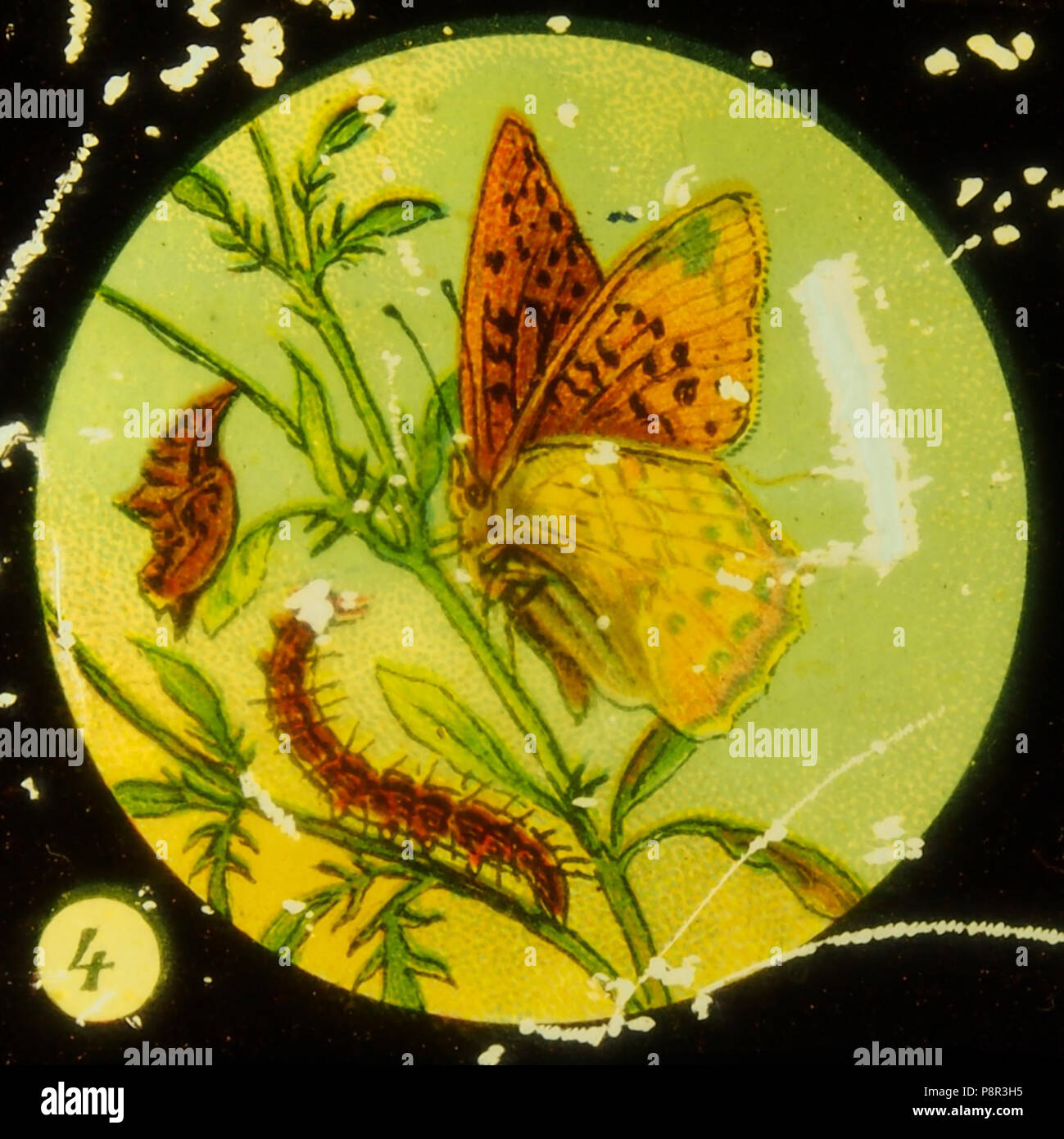 . 72 farfalle Tafel immagine I 4 Foto Stock