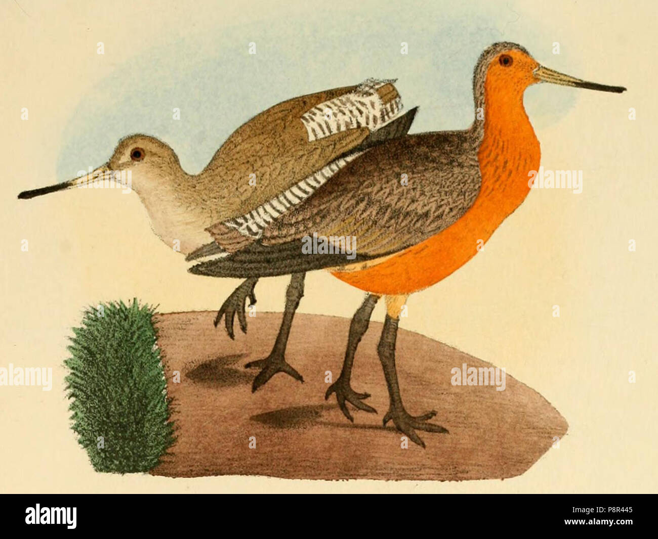 . 53 Beitrag zur fauna Centralpolynesiens. Ornithologie der Viti- Samoa- und Tonga-inselnPl13 parte01 Limosa lapponica baueri Foto Stock . 53 Beitrag zur fauna Centralpolynesiens. Ornithologie der Viti- Samoa- und Tonga-inselnPl13 parte01 Limosa lapponica baueri Foto Stock