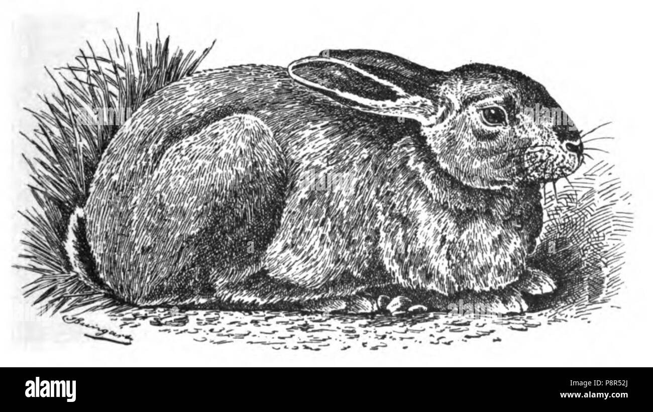 . 401 Leporide (Jean Bungartz, Kaninchenrassen, 1902, p085) Foto Stock