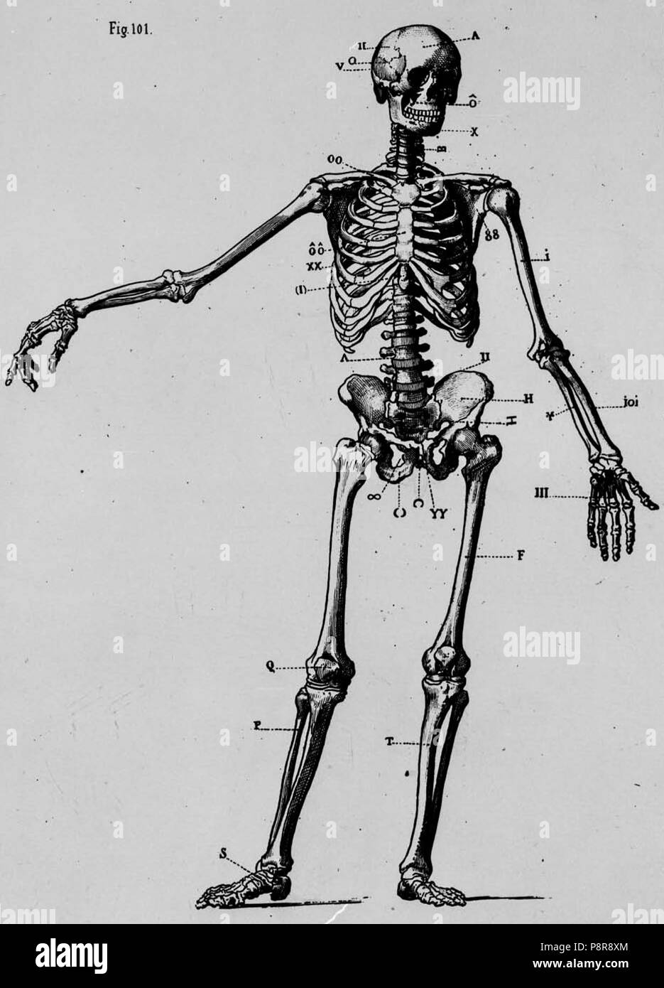 . 278 Esqueleto del cuerpo del Hombre, de Mariano Borrell (ritagliate) Foto Stock