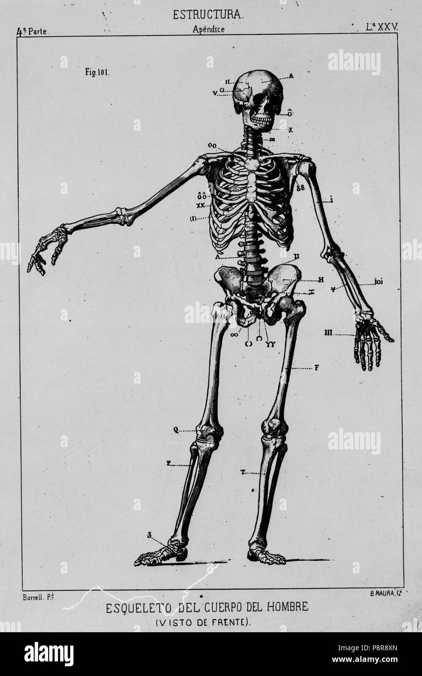 . 278 Esqueleto del cuerpo del Hombre, de Mariano Borrell Foto Stock