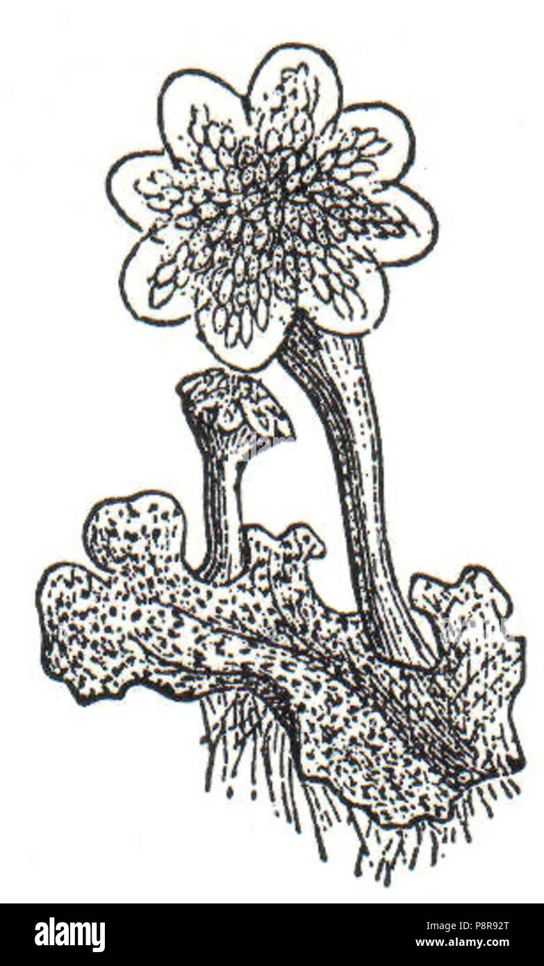 . 437 NSRW Marchantia Foto Stock