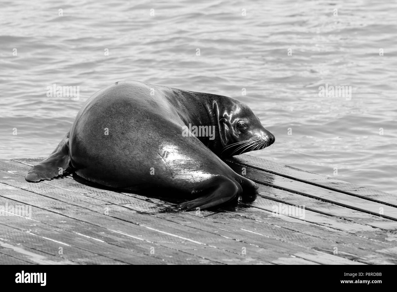 Un leone di mare lolls in sun. I leoni di mare a San Francisco Pier 39 Fisherman Wharf è diventata una grande attrazione turistica. Foto Stock