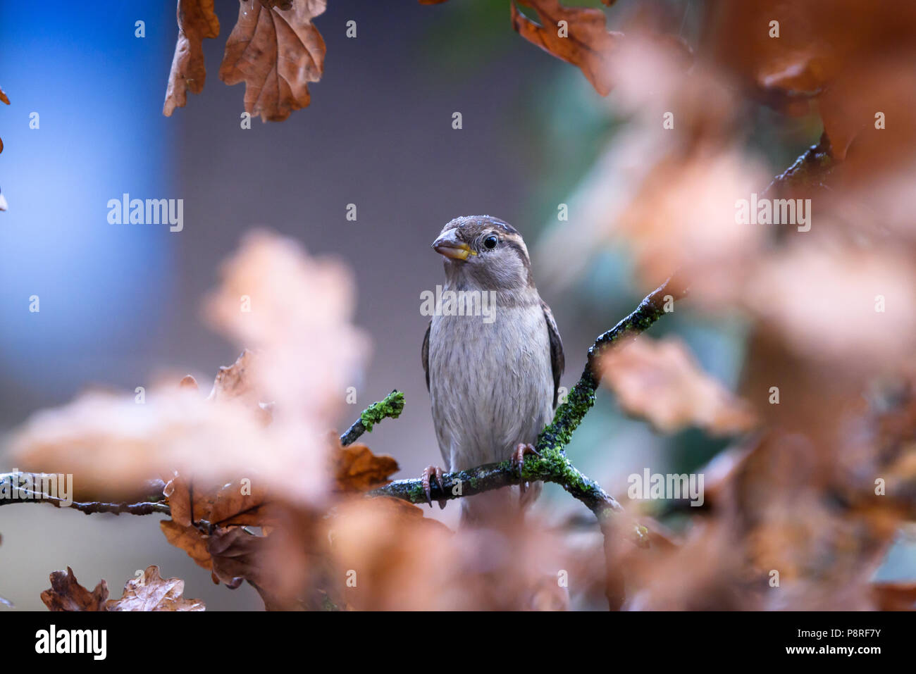 Un uccellino pone in Inghilterra settentrionale. Cumbria. Foto Stock