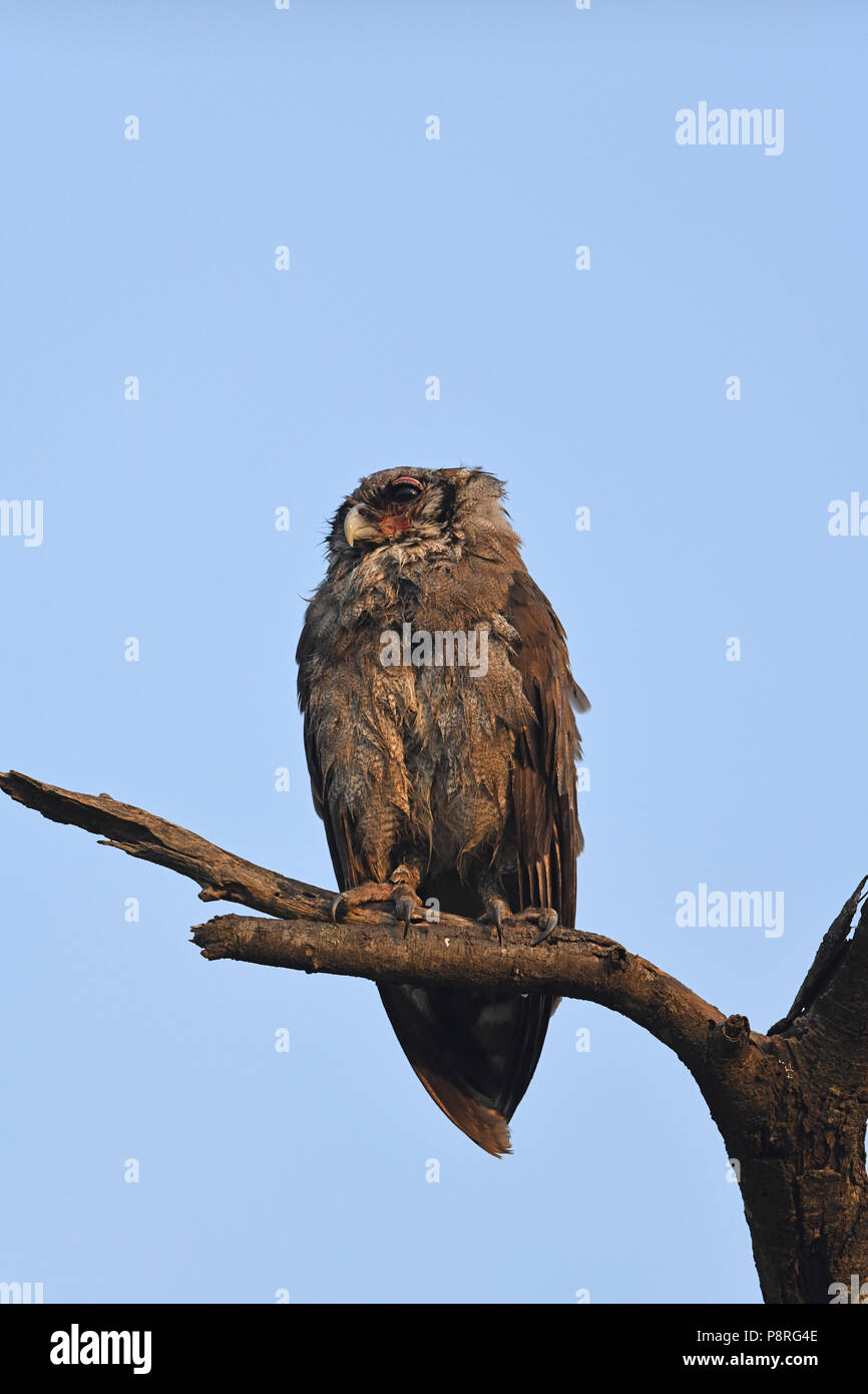 Verreaux il gufo reale (Bubo lacteus), zona di Olare Motorogi Conservency, il Masai Mara, Kenya, Africa Foto Stock