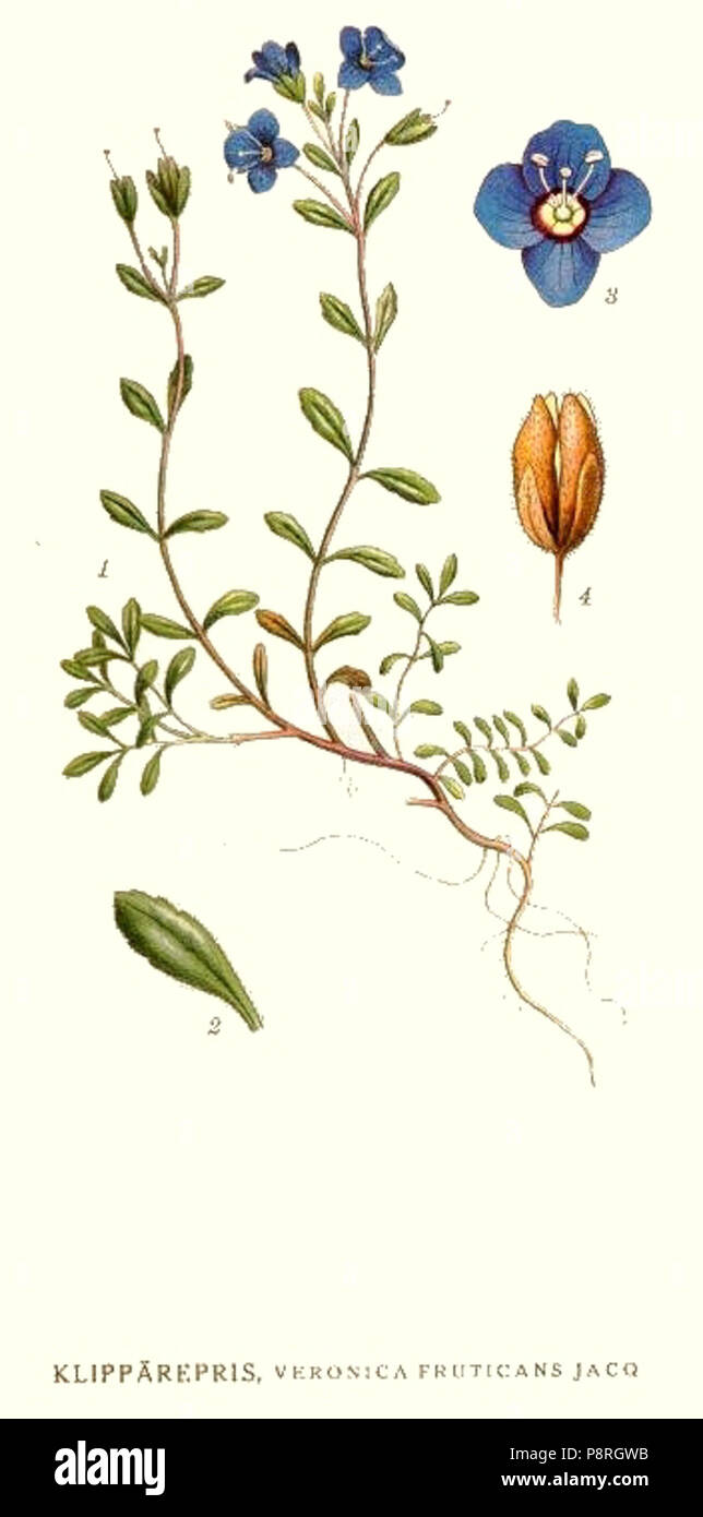 . 8 116 Veronica fruticans Foto Stock