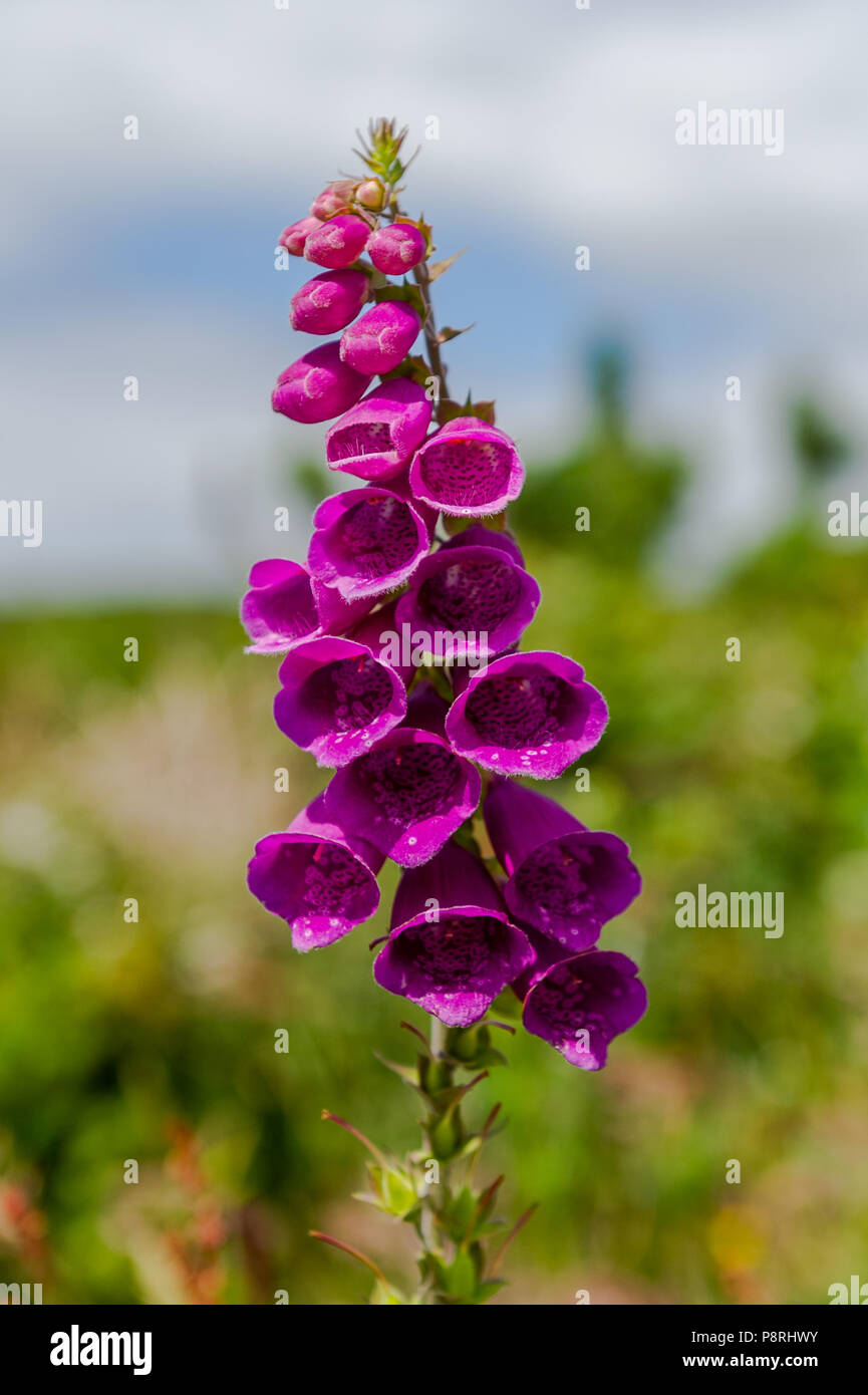 Foxglove comune (Digitalis purpurea) in West Cork, Irlanda con una offuscata fuori contesto e copia dello spazio. Foto Stock