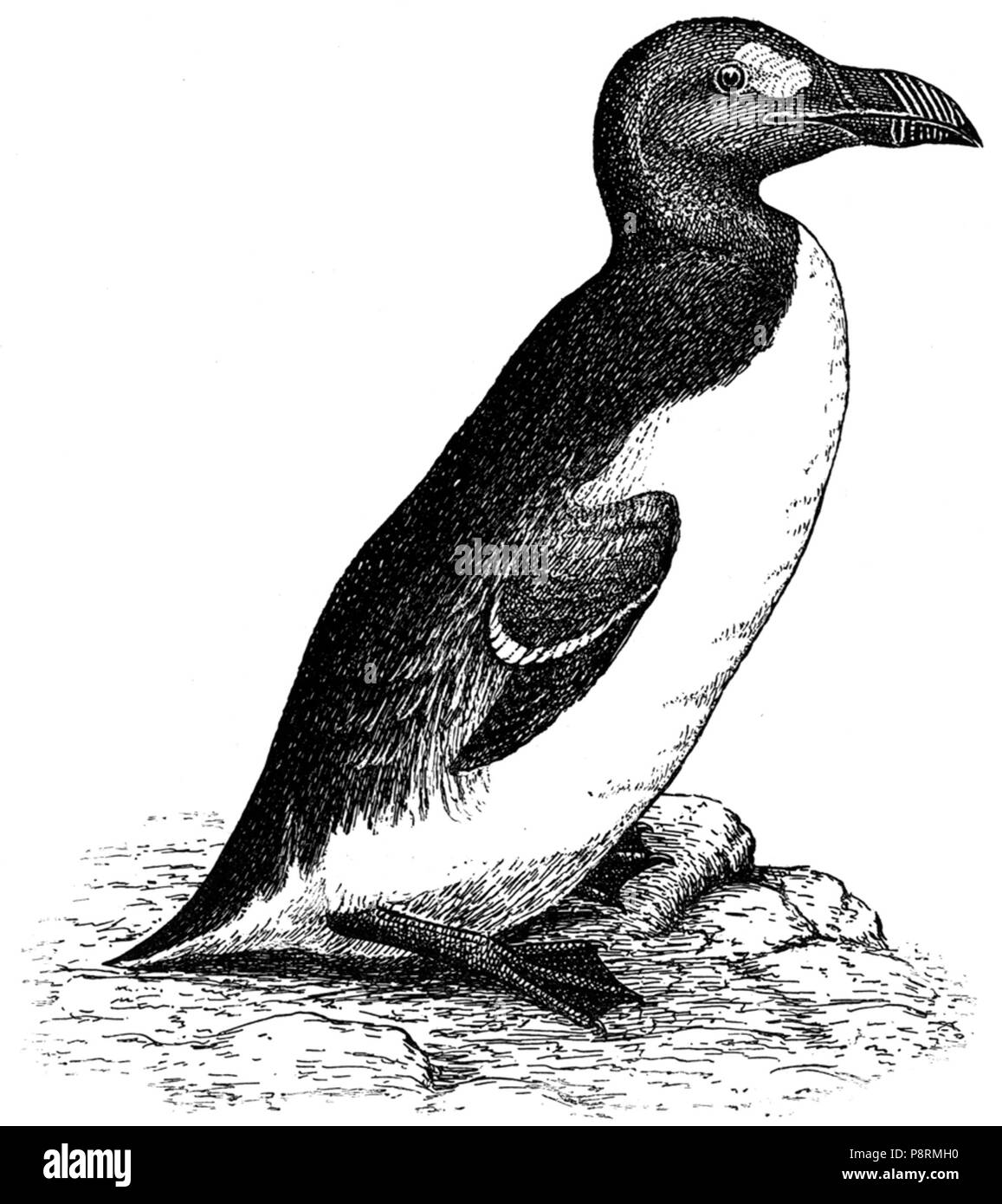 33 Alce impennisAEP12LA Foto Stock