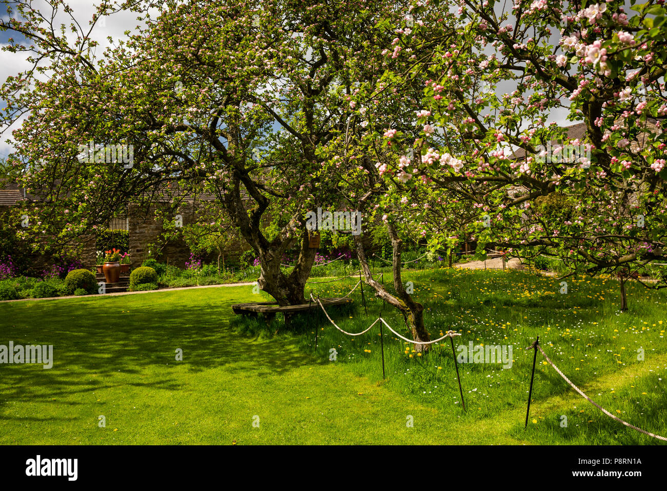 Regno Unito, Inghilterra, Yorkshire, Swaledale, Reeth, comunità di frutteti di meli in fiore Foto Stock