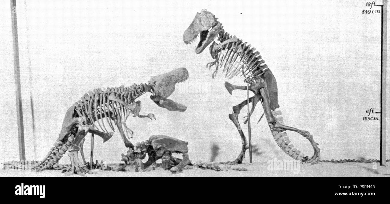 35 AMNH rex mount Foto Stock