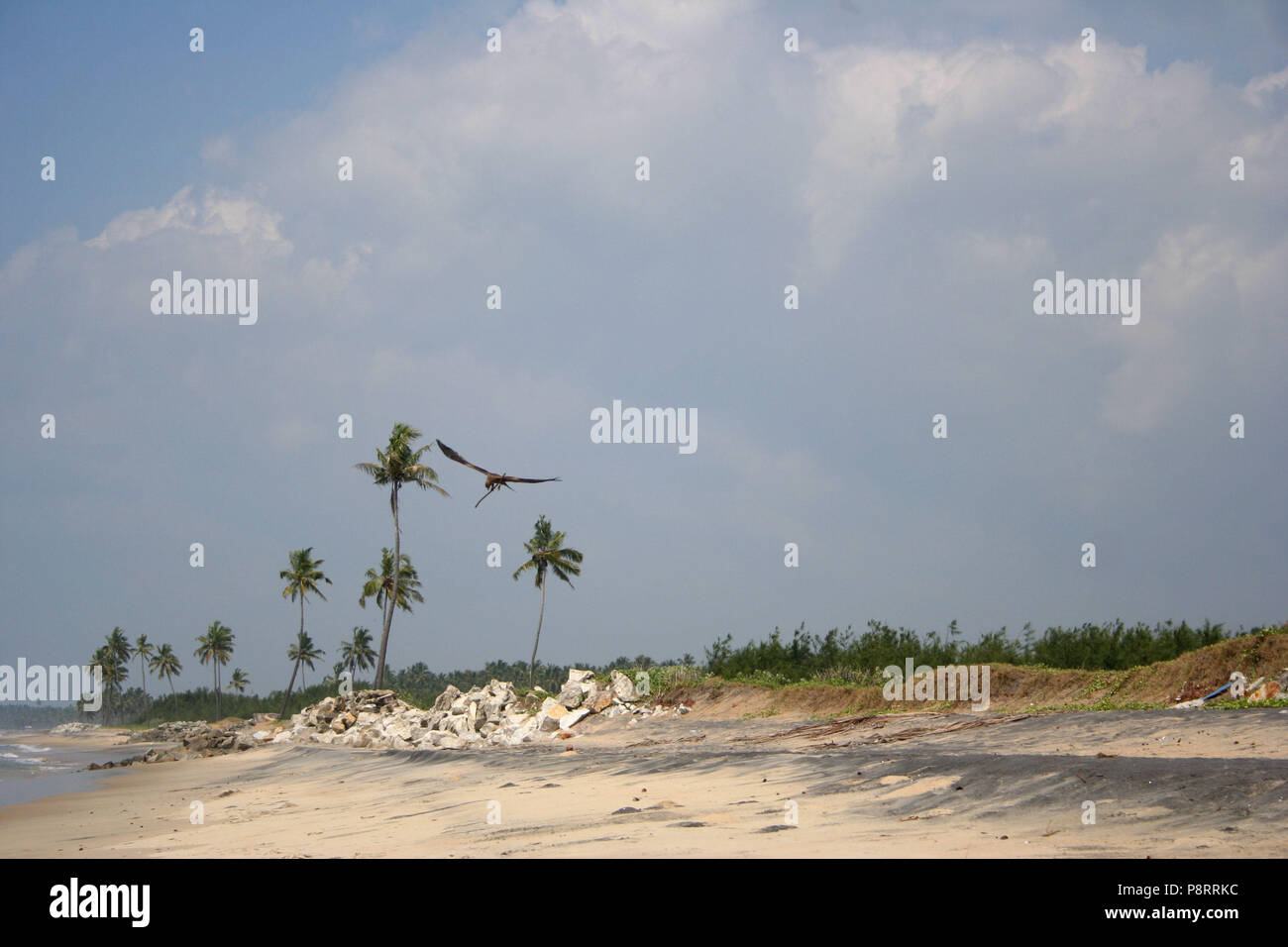 Gli uccelli rapaci volare sulla costa del Kerala, India Foto Stock