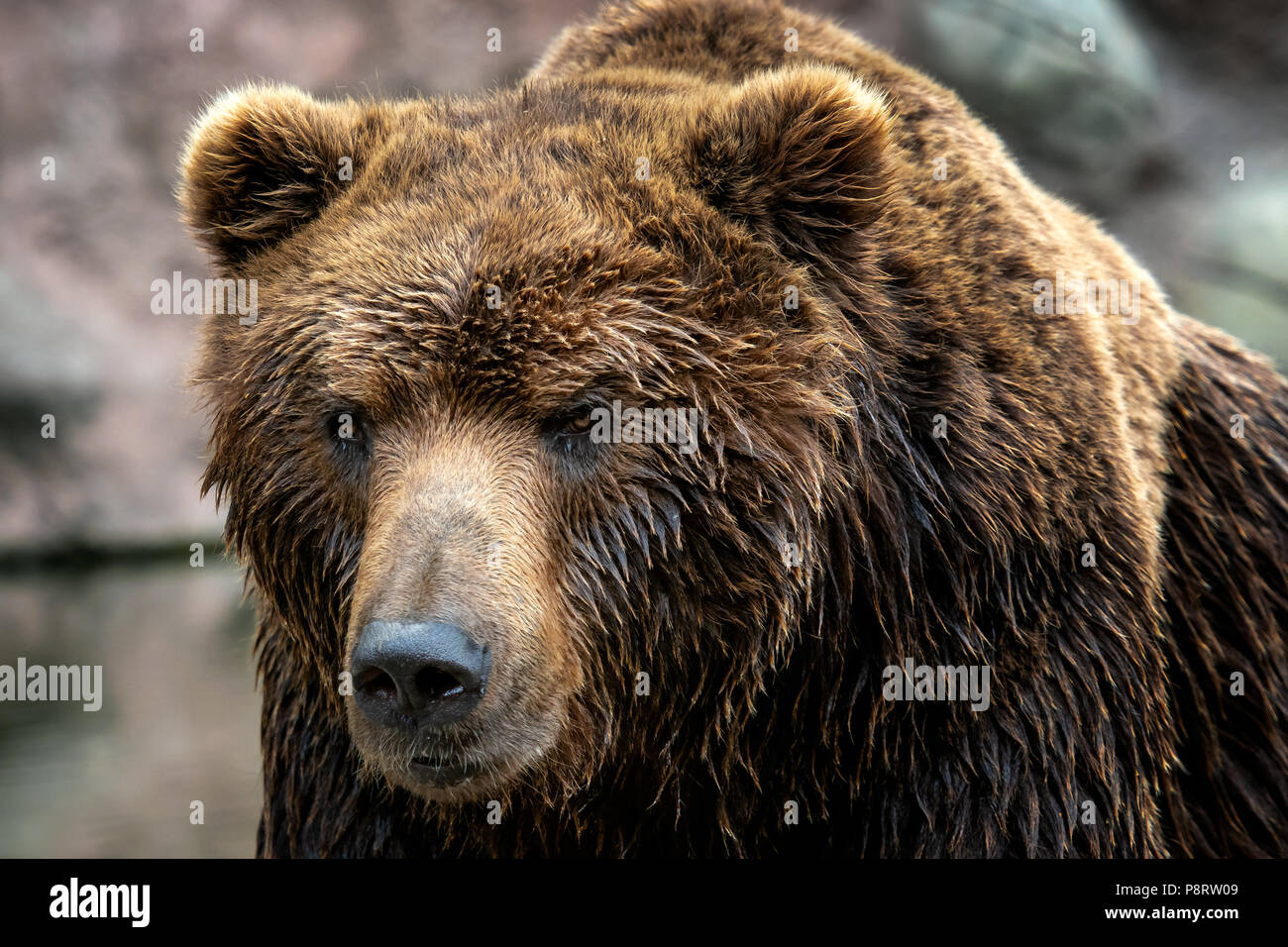 La Kamchatka l'orso bruno (Ursus arctos beringianus). Brown pelliccia, pericolo e aggressiva animale. Grande mammifero dalla Russia. Foto Stock