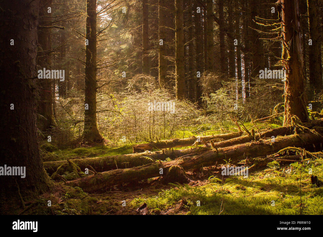 Scottish Pineta in primavera Foto Stock