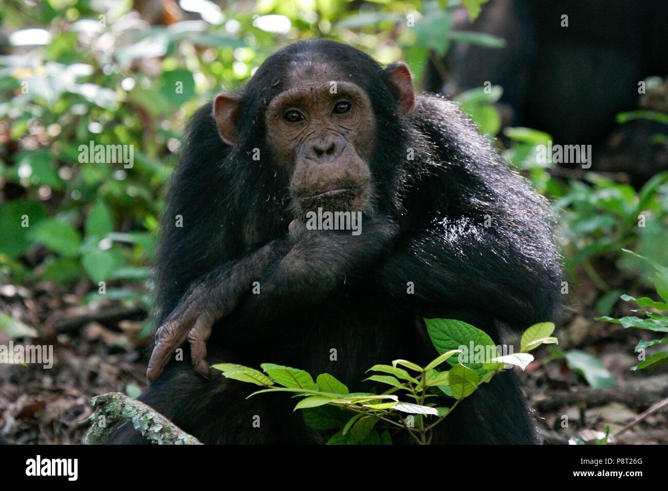 Scimpanzé orientale (Pan troglodytes schweinfurthii) femmina seduta premurosamente nella foresta pluviale, flusso di Gombe. Parco Nazionale, Tanzania | Utilizzo di tutto il mondo Foto Stock