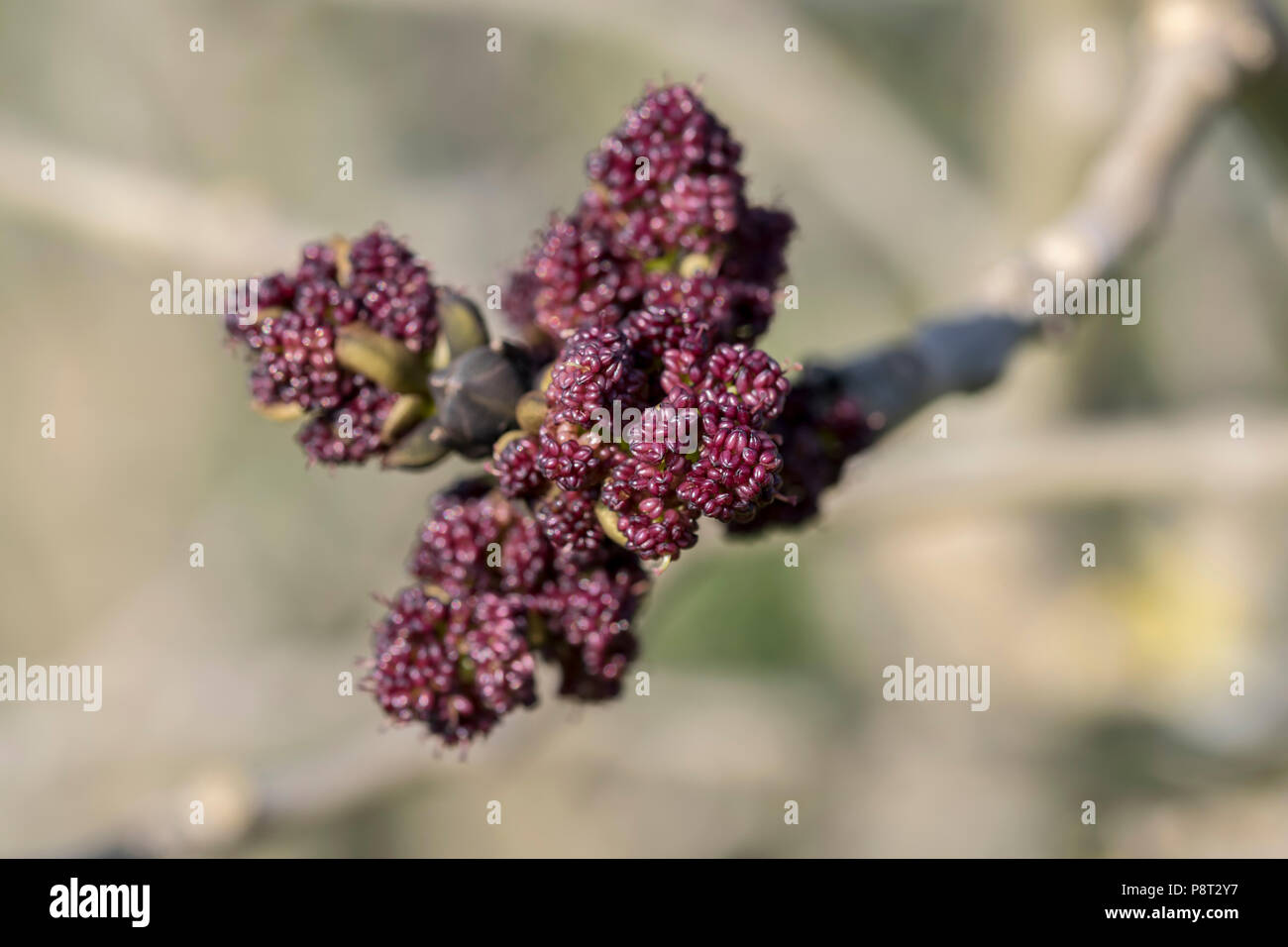 Comune di frassino Fraxinus excelsior primavera boccioli di fiori Foto Stock