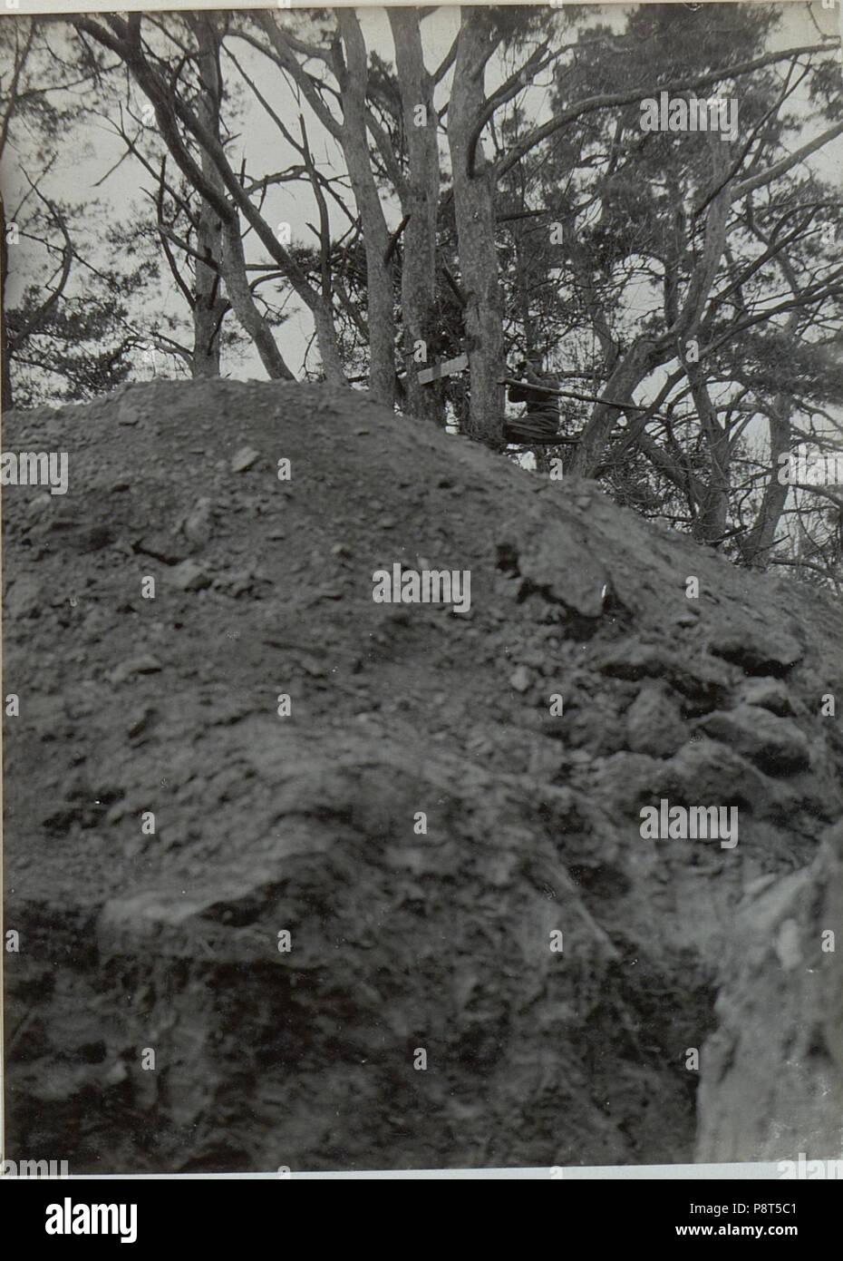 40 Artillerie Beobachtungsstand in der Schwarmlinie, Parco Palästina BildID (15442797) Foto Stock