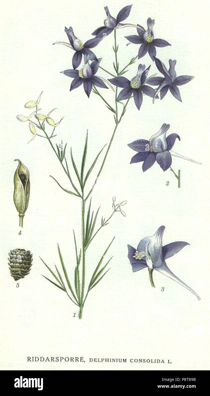 . 9 178 Delphinium consolida Foto Stock