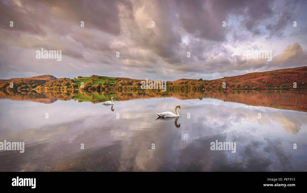 Cigni su Coniston Water nel Parco Nazionale del Distretto dei Laghi, i colori dell'autunno e cielo mattutino sono riflesse nella calma superficie del lago. Foto Stock