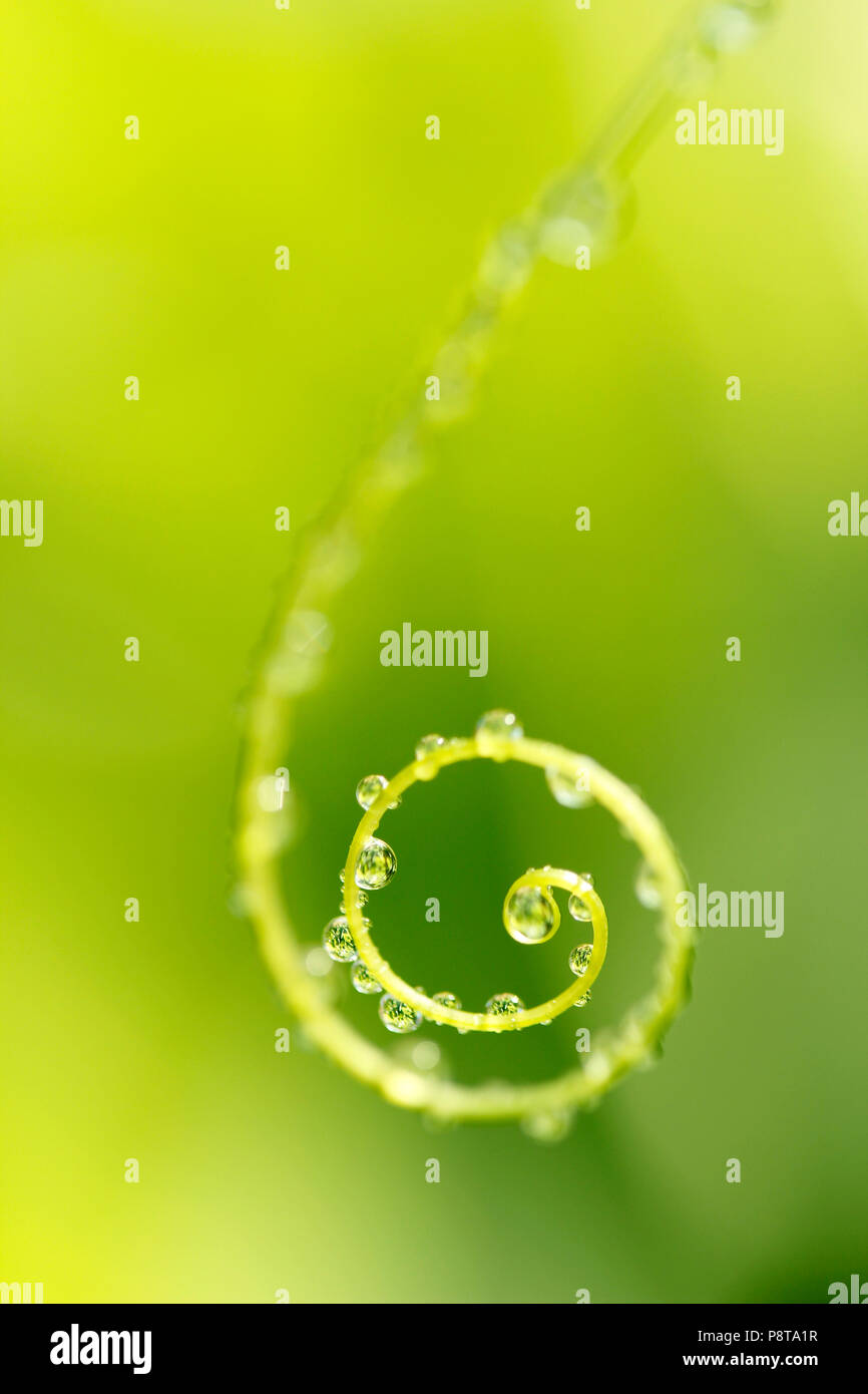 Viticcio di Bryony. Bryonia dioica. Foto Stock