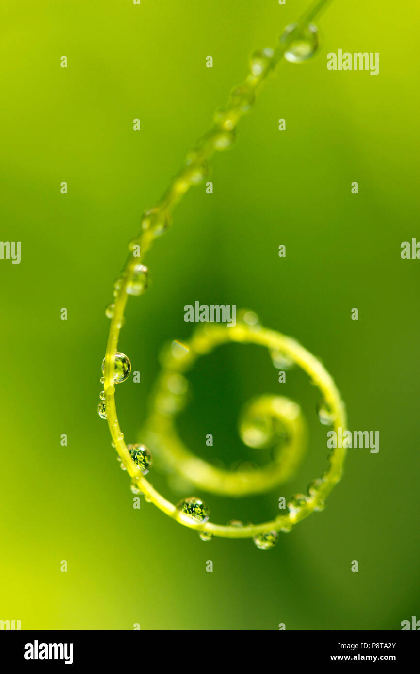Viticcio di Bryony. Bryonia dioica. Foto Stock