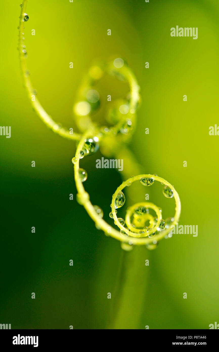 Viticcio di Bryony. Bryonia dioica. Foto Stock