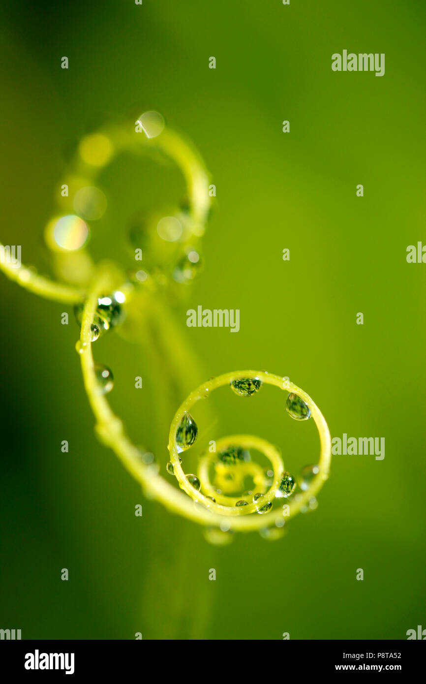 Viticcio di Bryony. Bryonia dioica. Foto Stock