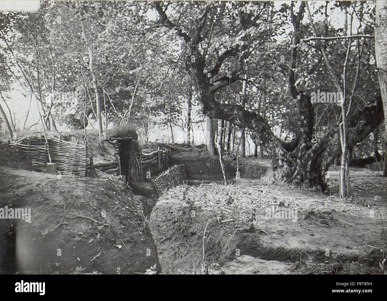 . 55 Beobachtungsstand, Maschinengewehrstand im Walde. Beim grossen Baum ein Fuchsloch. (BildID 15691692) Foto Stock